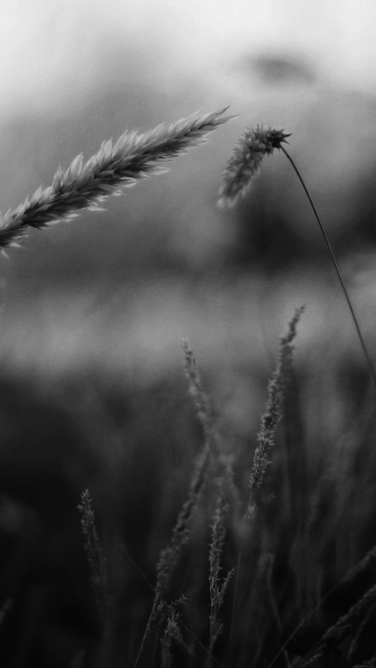 Reed Flower Nature Field Bw Android Wallpaper - HD Wallpaper 