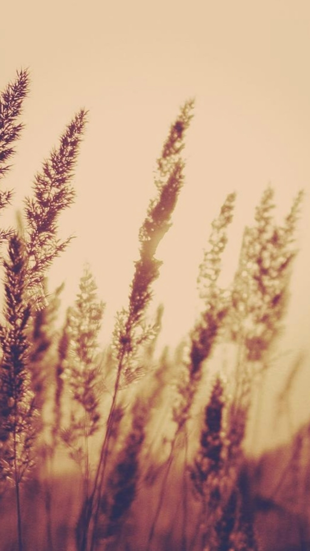 Sunset Reed Field Blur Iphone Wallpaper - Wallpaper - HD Wallpaper 