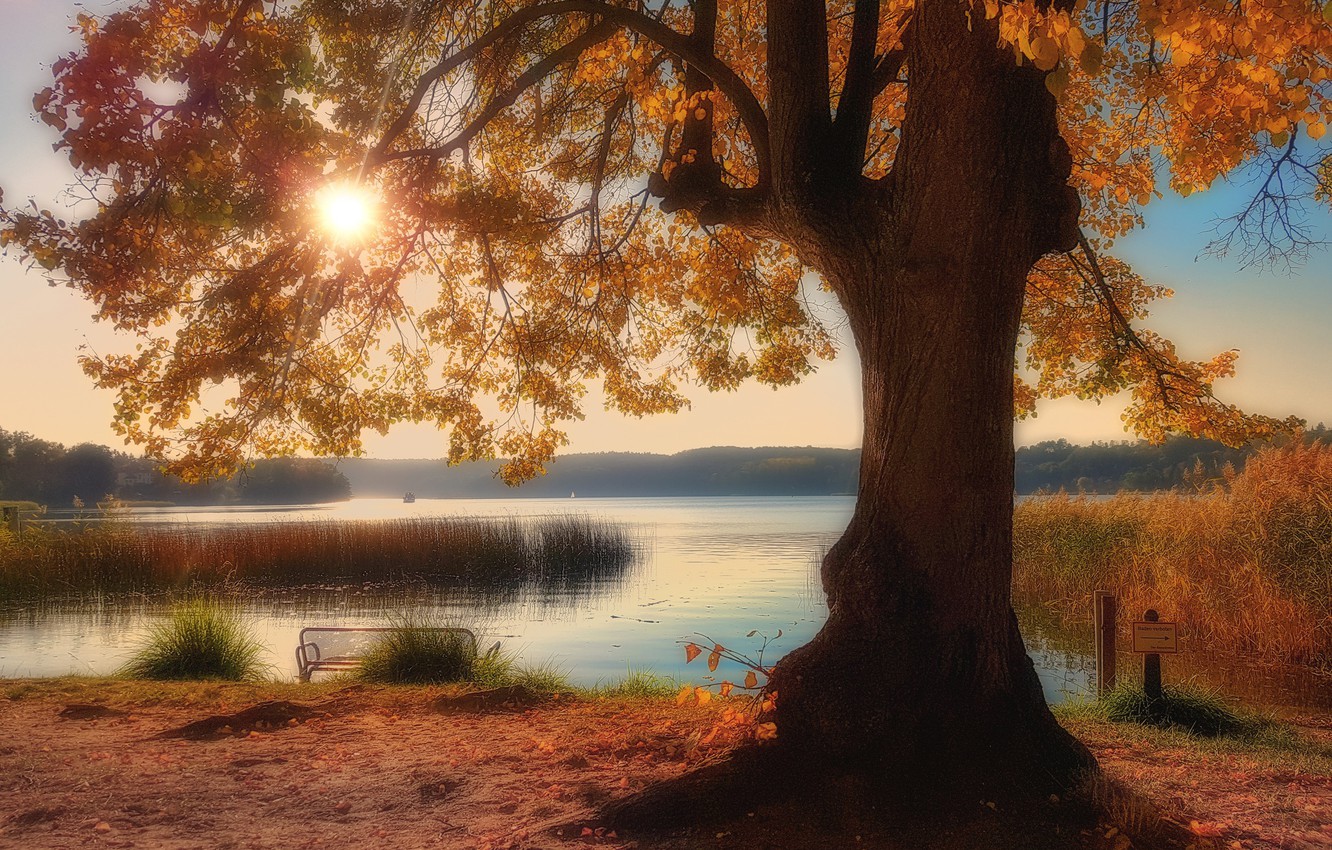 Photo Wallpaper Autumn, Lake, Park, Tree, Germany, - Painting - HD Wallpaper 