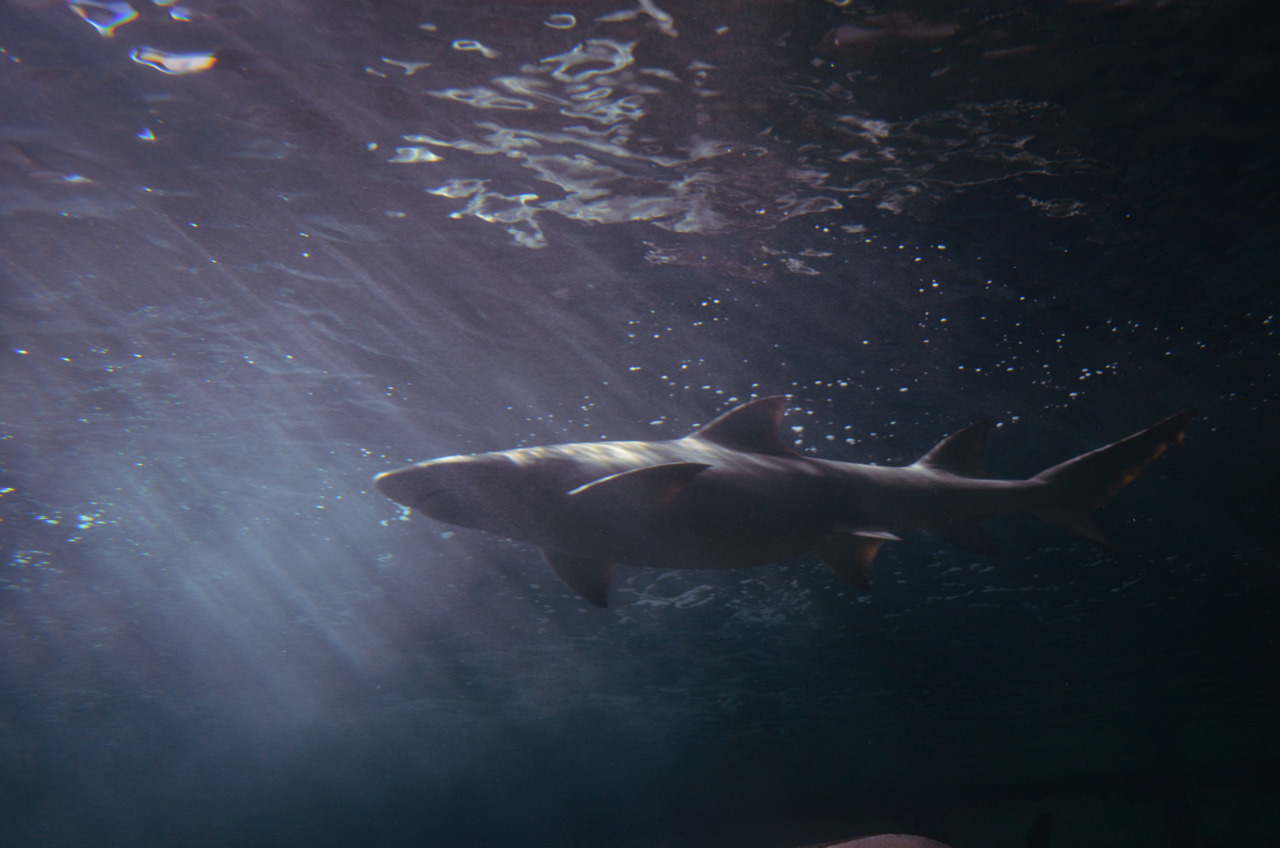 All Hd Images - Great White Shark - HD Wallpaper 