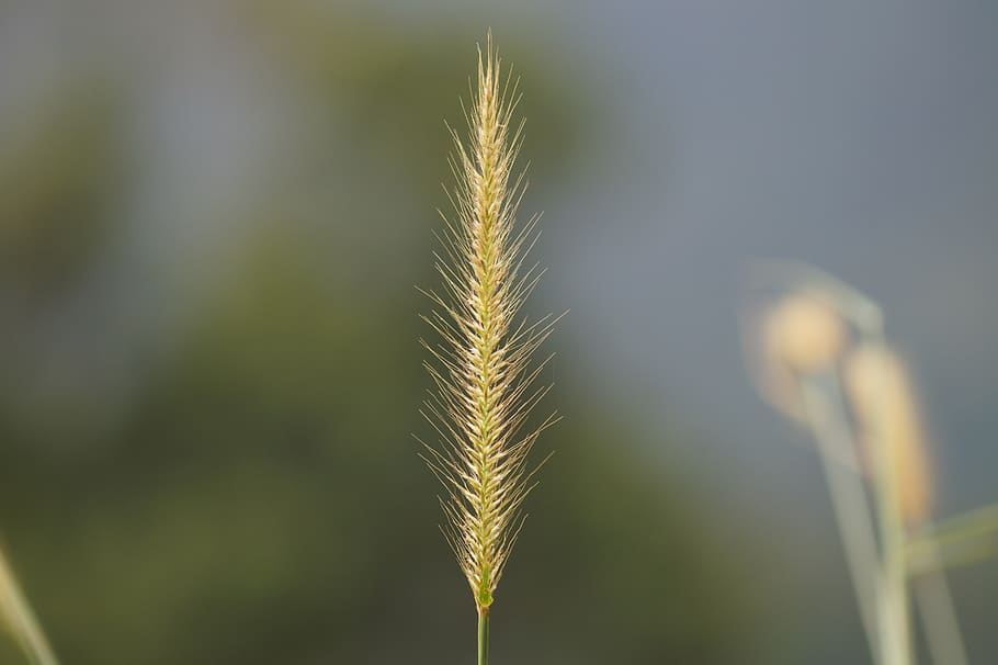 Macro Photography - HD Wallpaper 