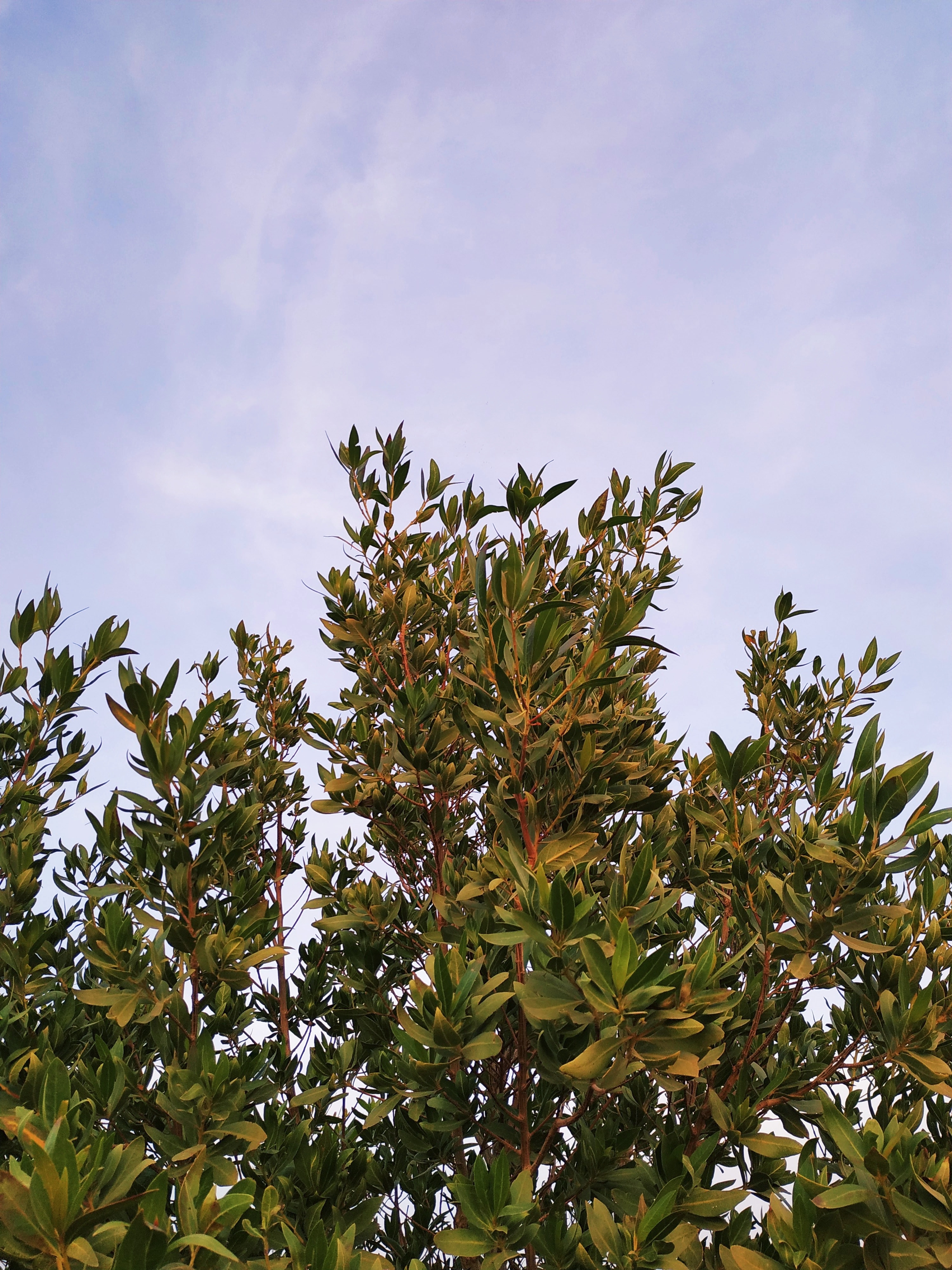 Tree - HD Wallpaper 