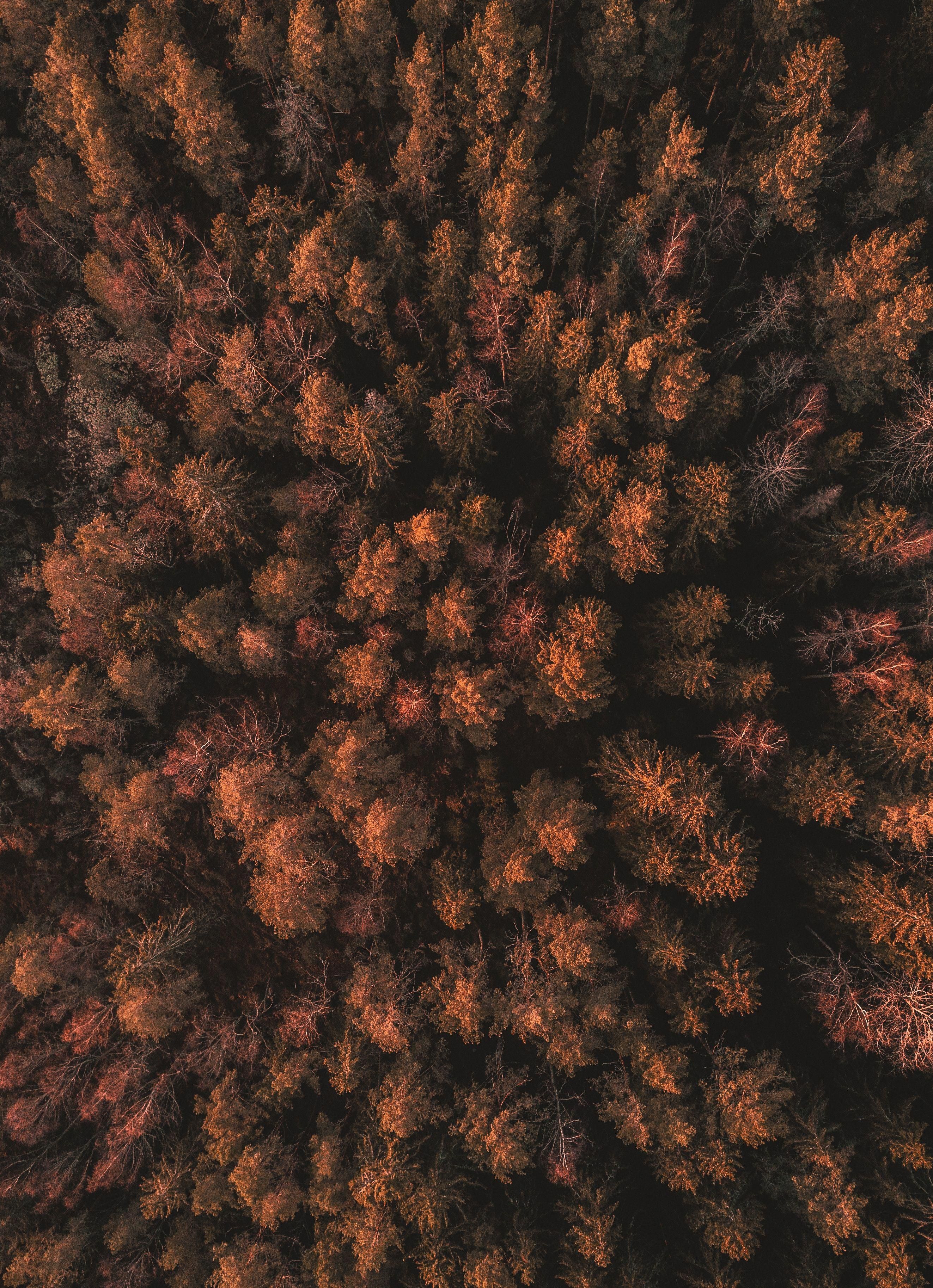 Woods From Above - HD Wallpaper 