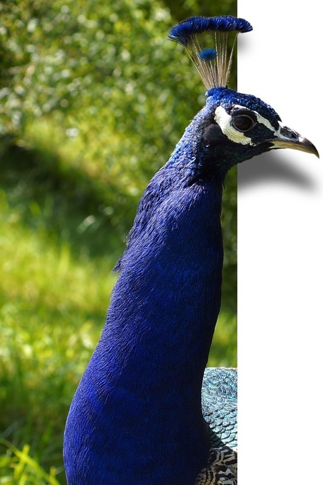 Peacock, Bird, Feather, Blue, Map, Ebv, Image Editing - Hd Bird Color Background - HD Wallpaper 