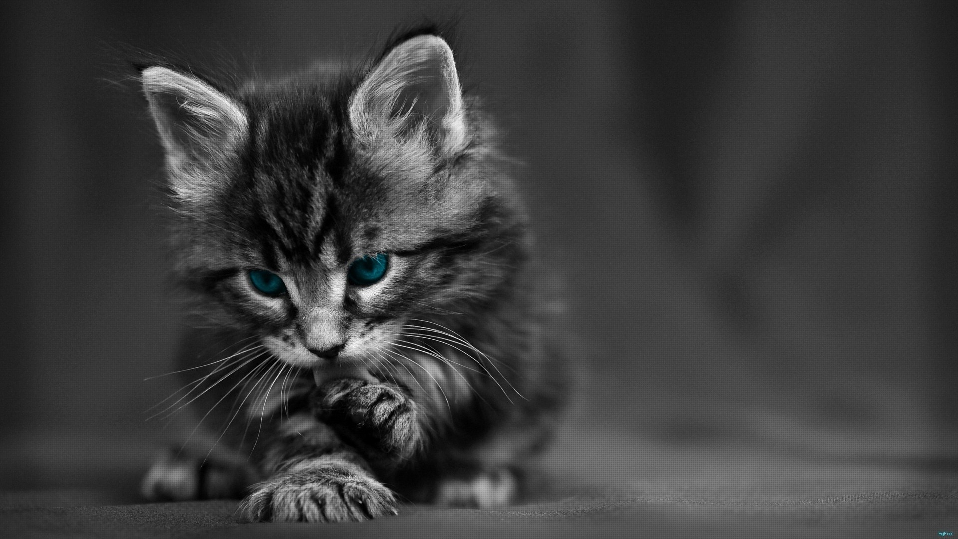 Cute Cat Black And White - HD Wallpaper 