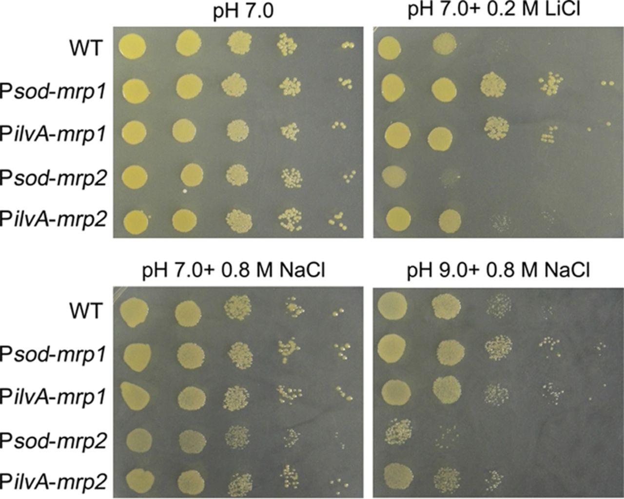 Circle - HD Wallpaper 
