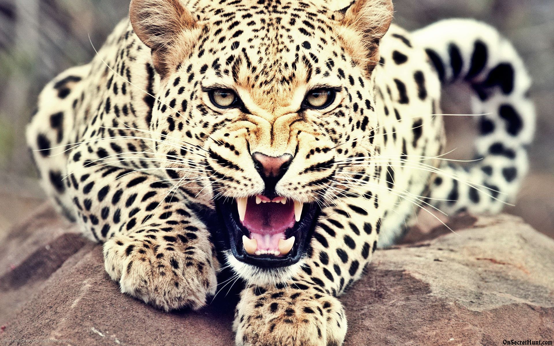 Roaring Leopard - HD Wallpaper 