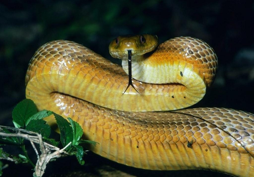 Zehirli Yilan - HD Wallpaper 