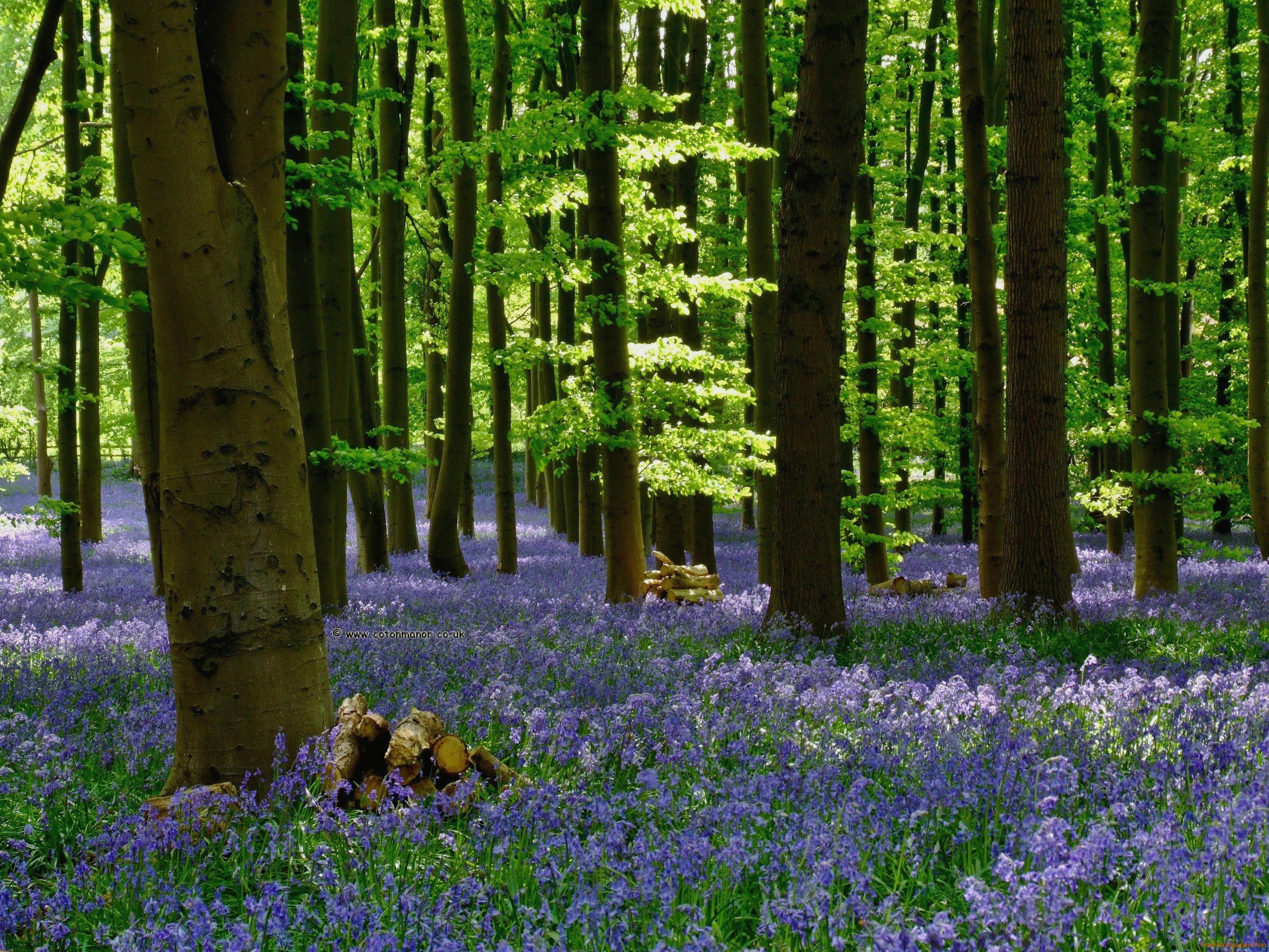 Bluebell Woodland - HD Wallpaper 