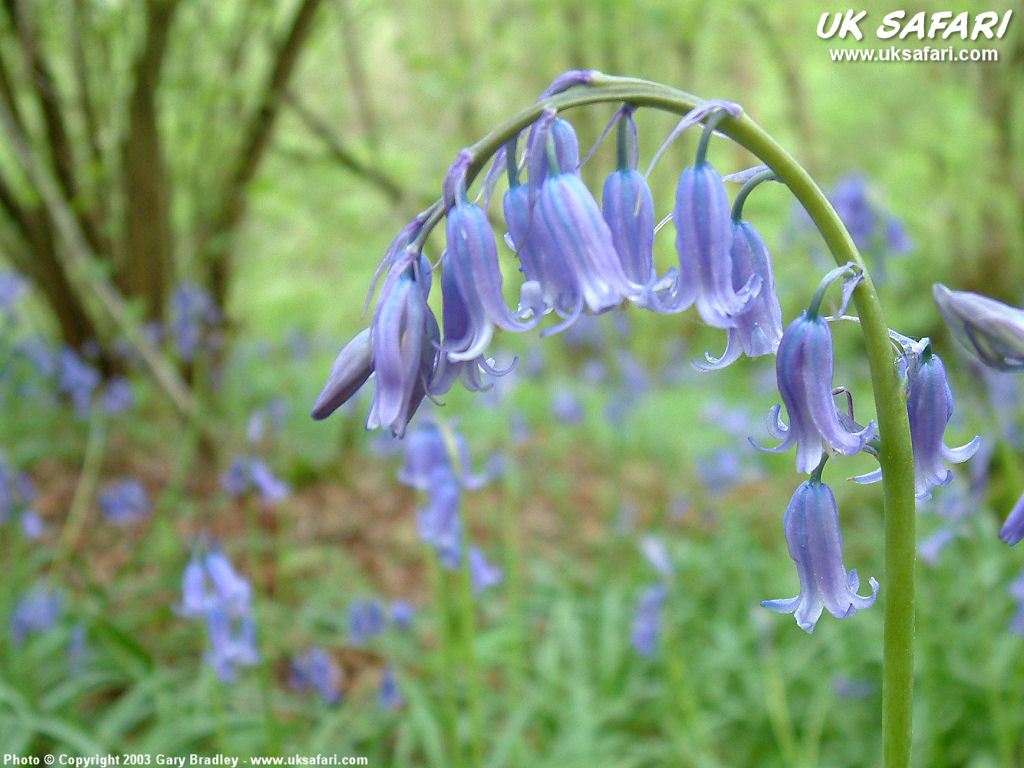 Harebell - HD Wallpaper 