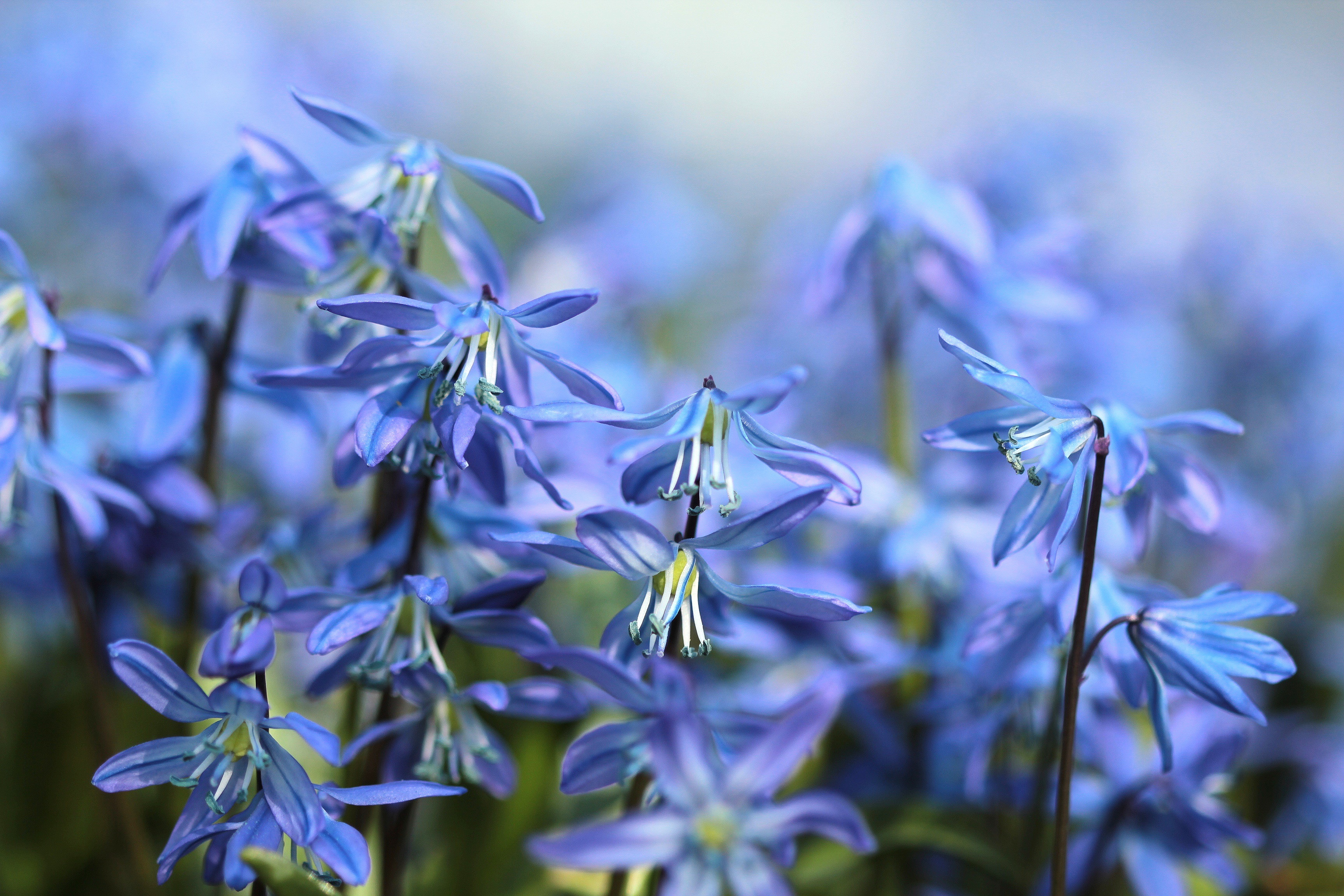 Scilla - HD Wallpaper 