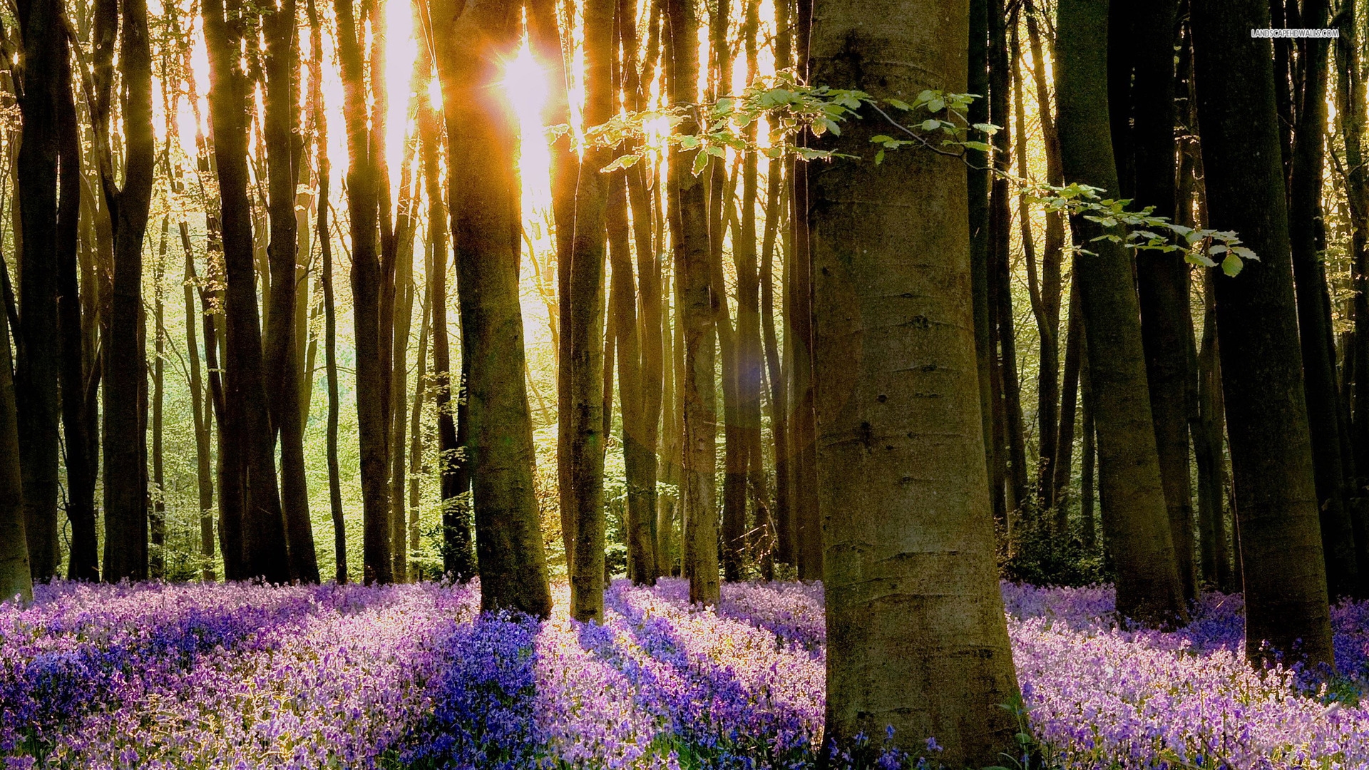 Bluebell Wallpaper - HD Wallpaper 