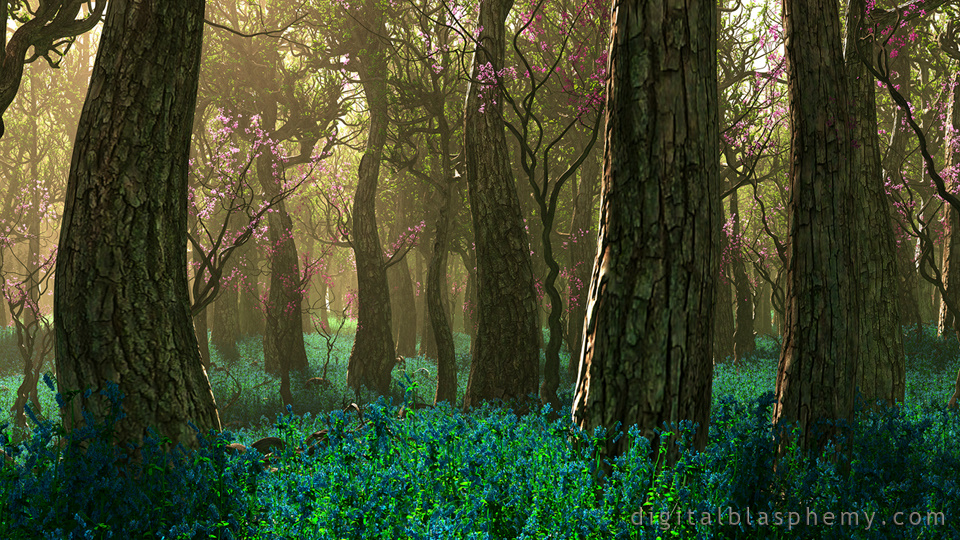 Old-growth Forest - HD Wallpaper 