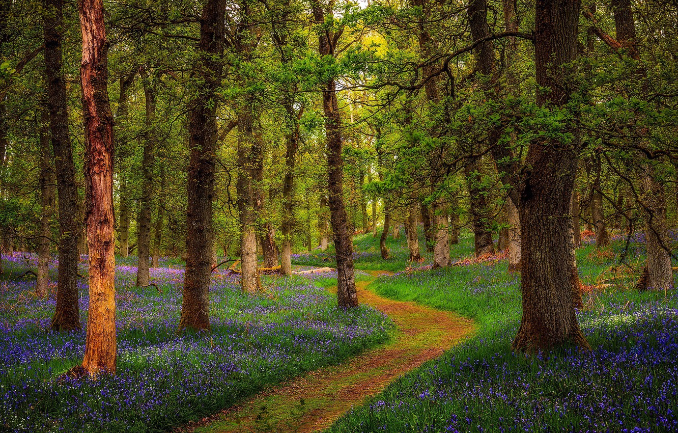 Photo Wallpaper Forest, Scotland, Scotland, Perthshire, - Forest Pathway With Flowers - HD Wallpaper 