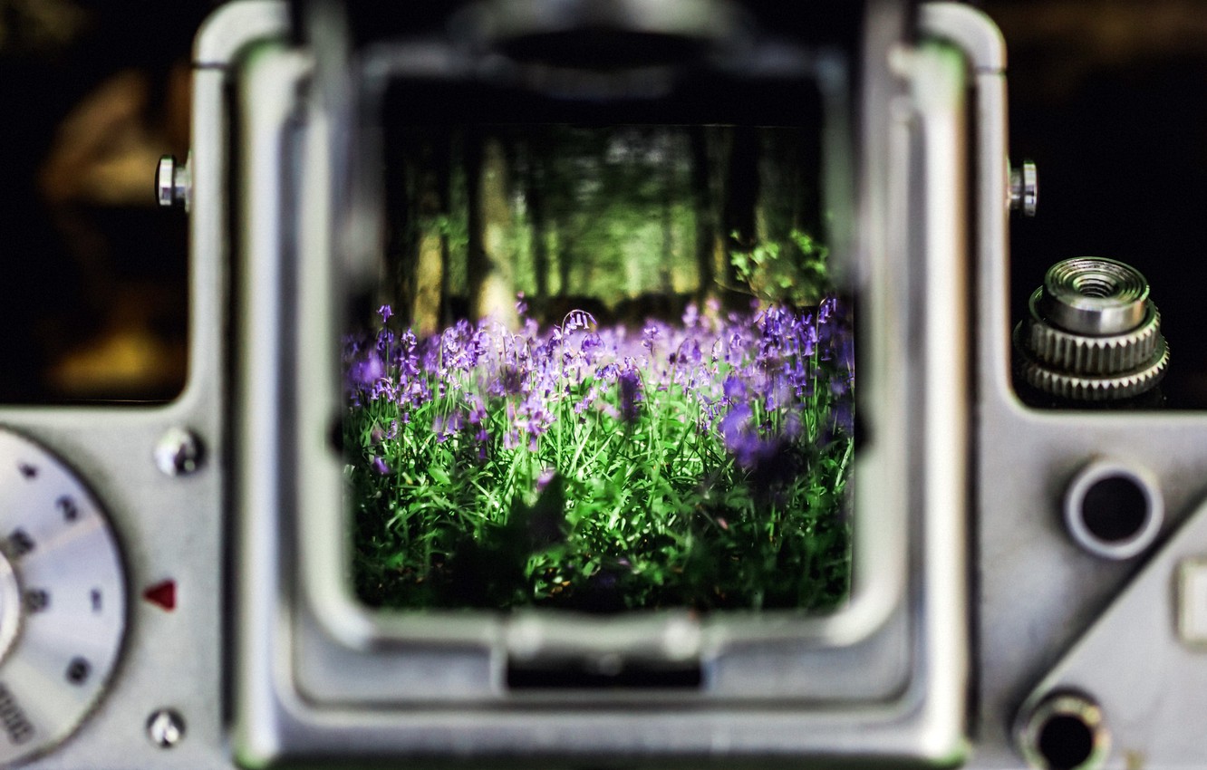Photo Wallpaper Flowers, Nature, Bluebell Wood - Camera - HD Wallpaper 