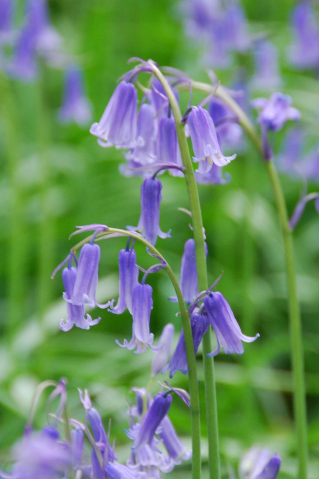 Windows 7 - HD Wallpaper 