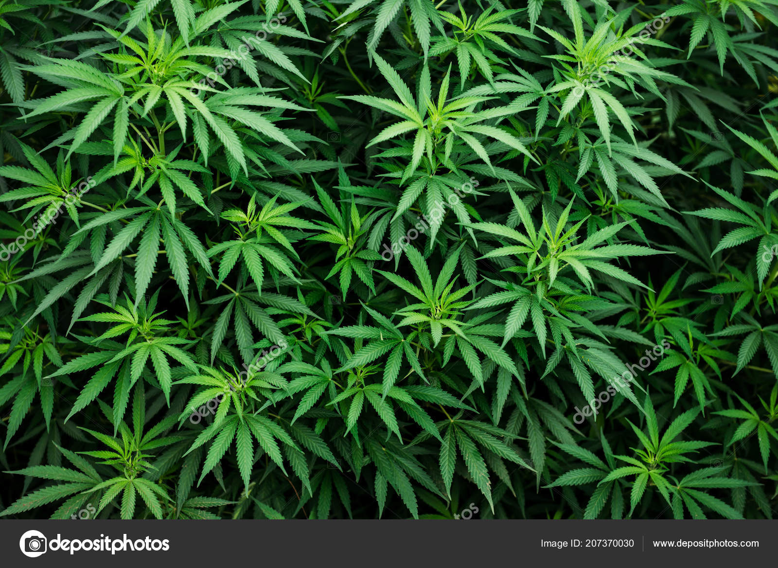 Marijuana Background - HD Wallpaper 