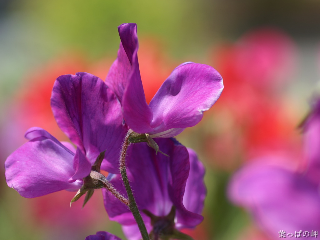 Hd Flower Photography - Iris Flower - HD Wallpaper 