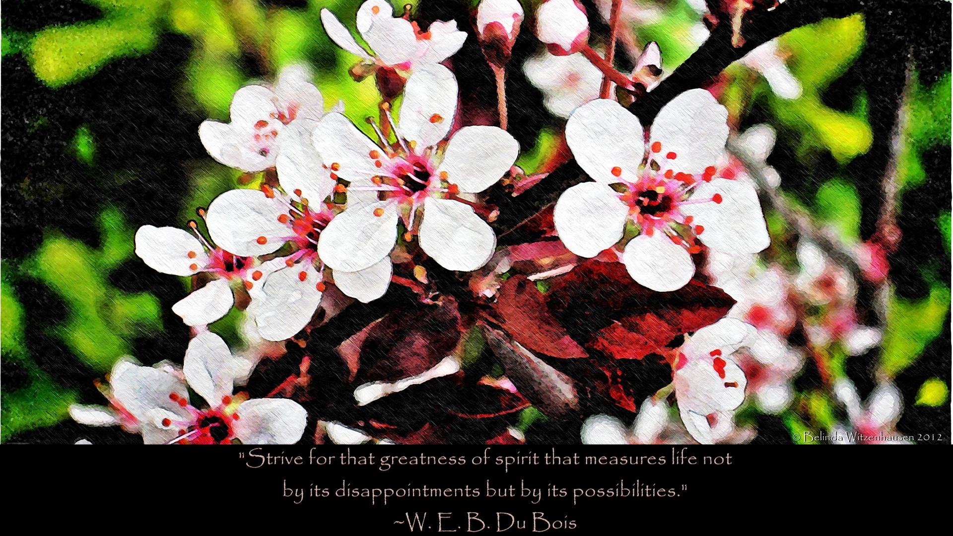Cherry Blossom - HD Wallpaper 