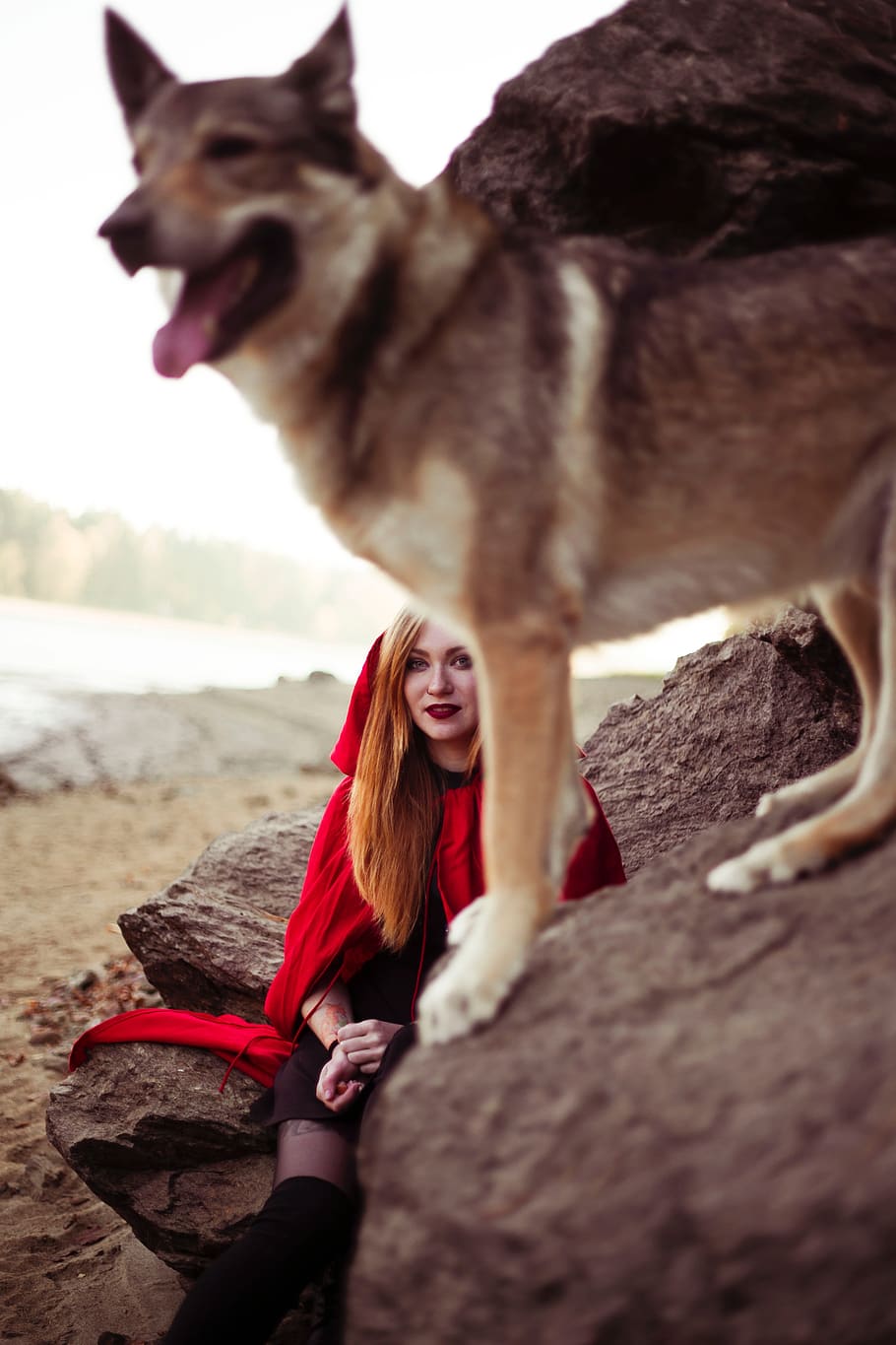 Wolf, Riding Hood, Girl, Forest, Story, Red, Animal, - Волк И Девушка В Хиджабе - HD Wallpaper 