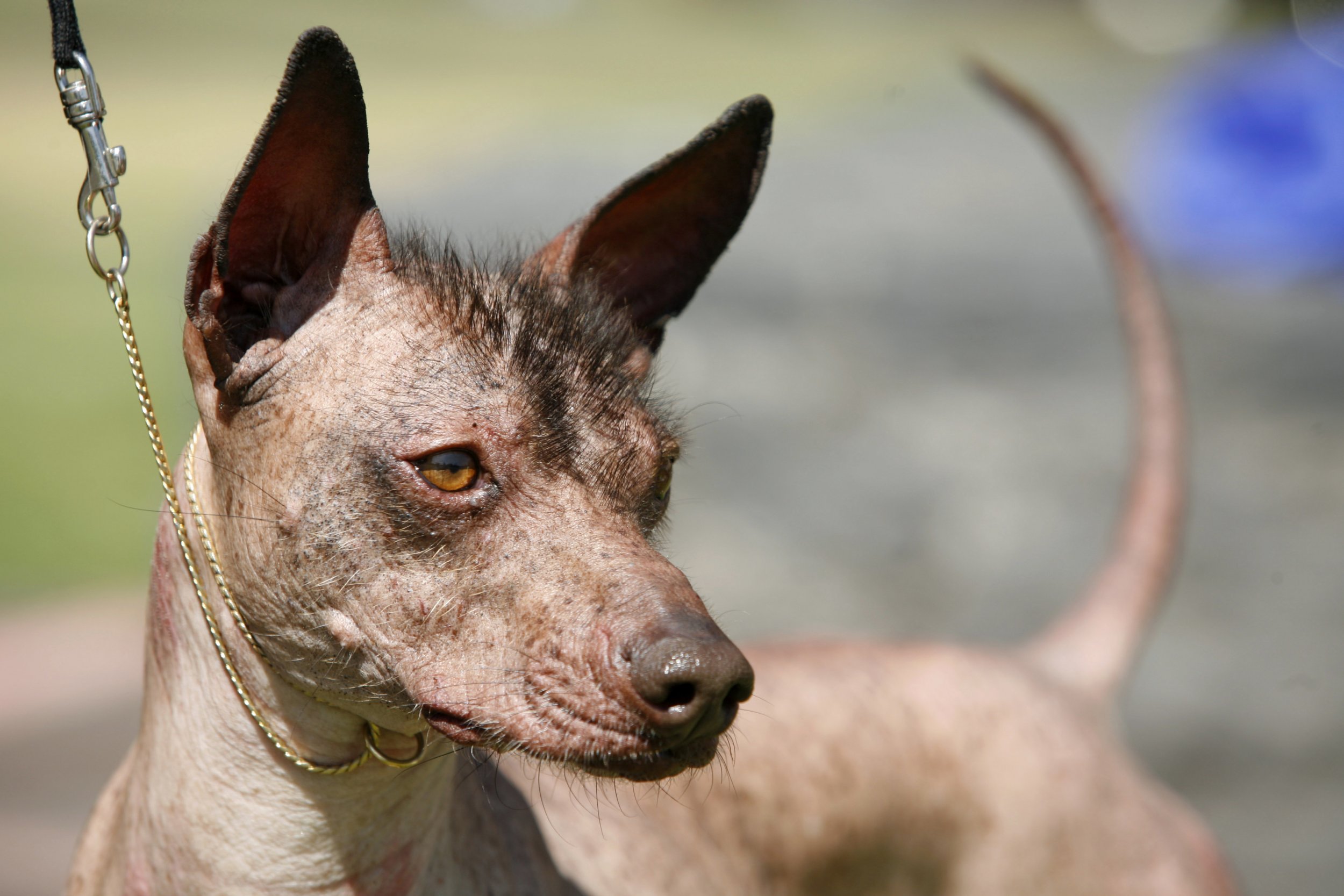 Mexican Hairless Dog - Dante Dog Breed - HD Wallpaper 