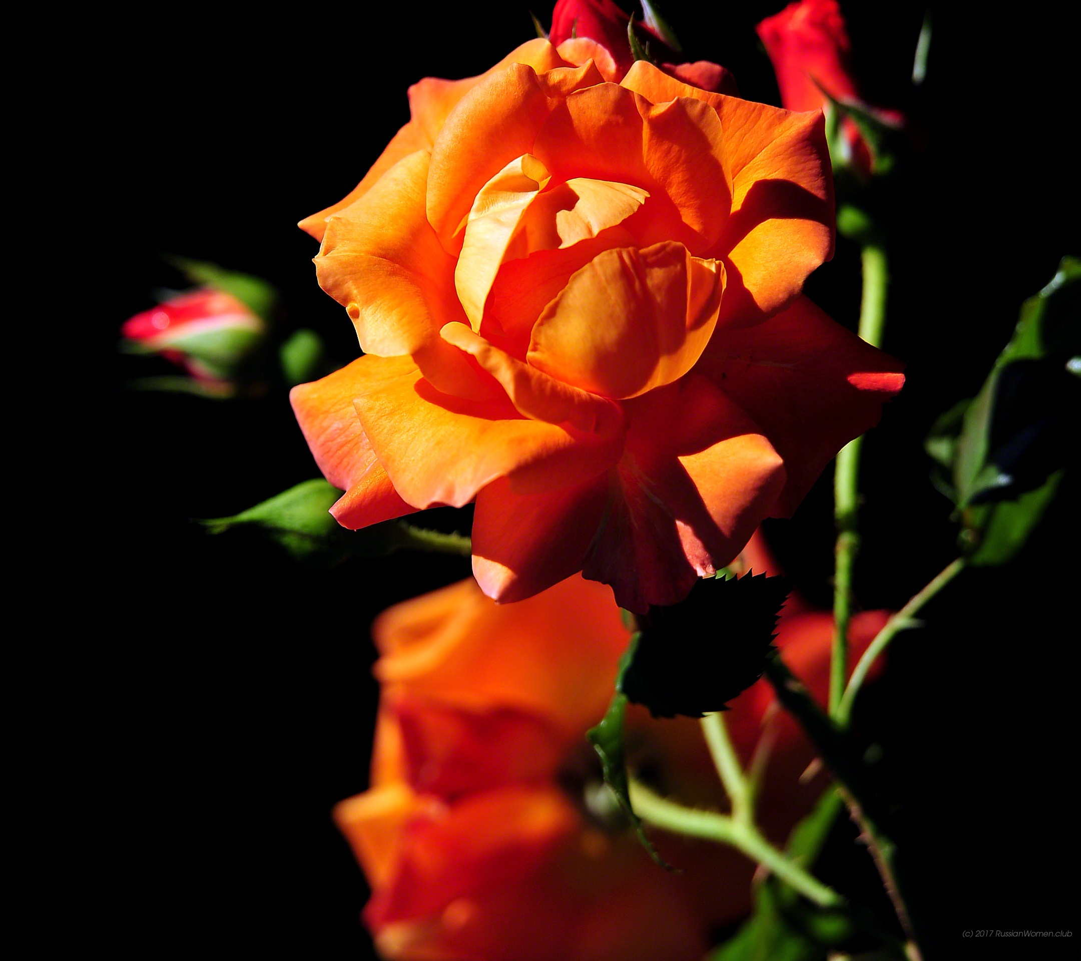 Leeco Le 2 Pro - Garden Roses - HD Wallpaper 