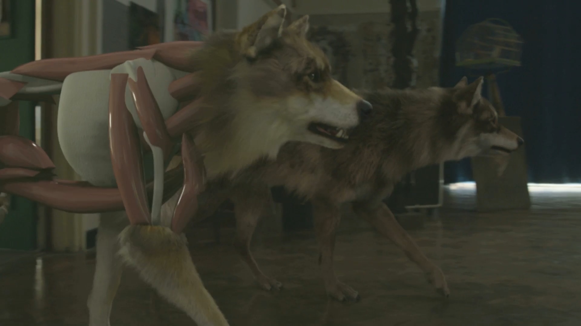 Czechoslovakian Wolfdog - HD Wallpaper 