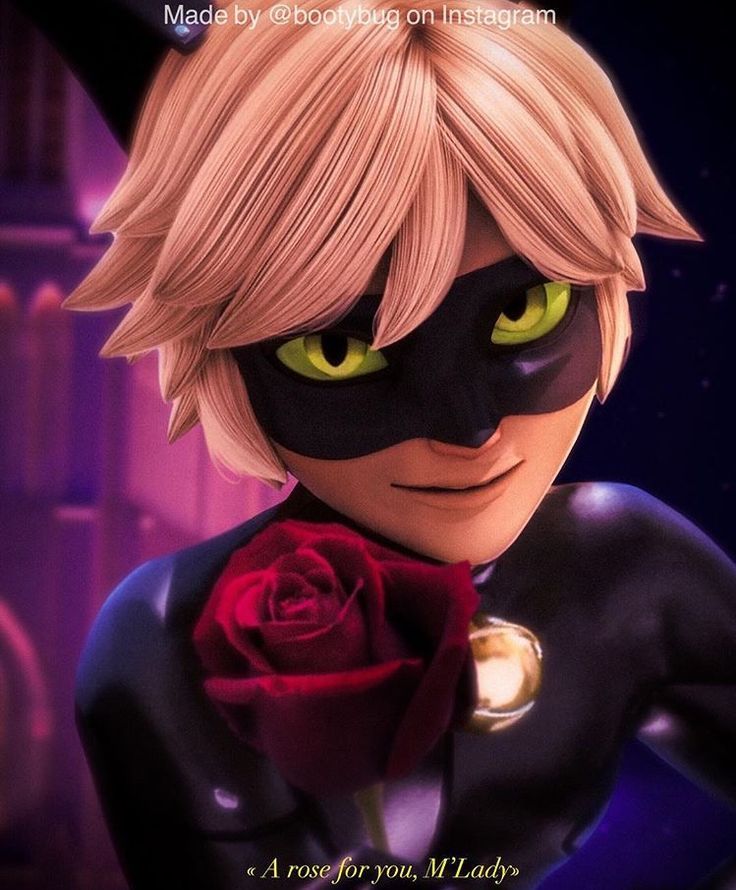 Chat Noir With Rose - HD Wallpaper 