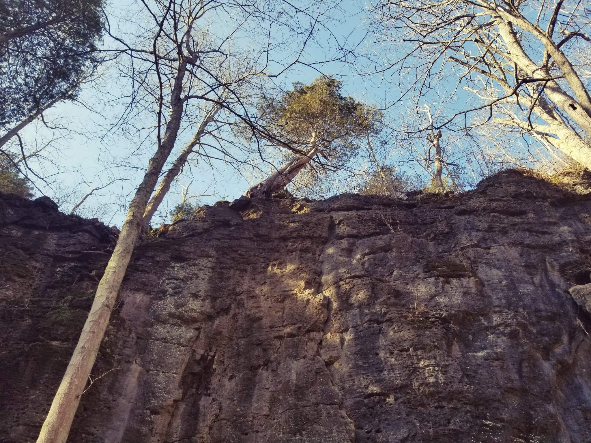 Mexican Pinyon - HD Wallpaper 