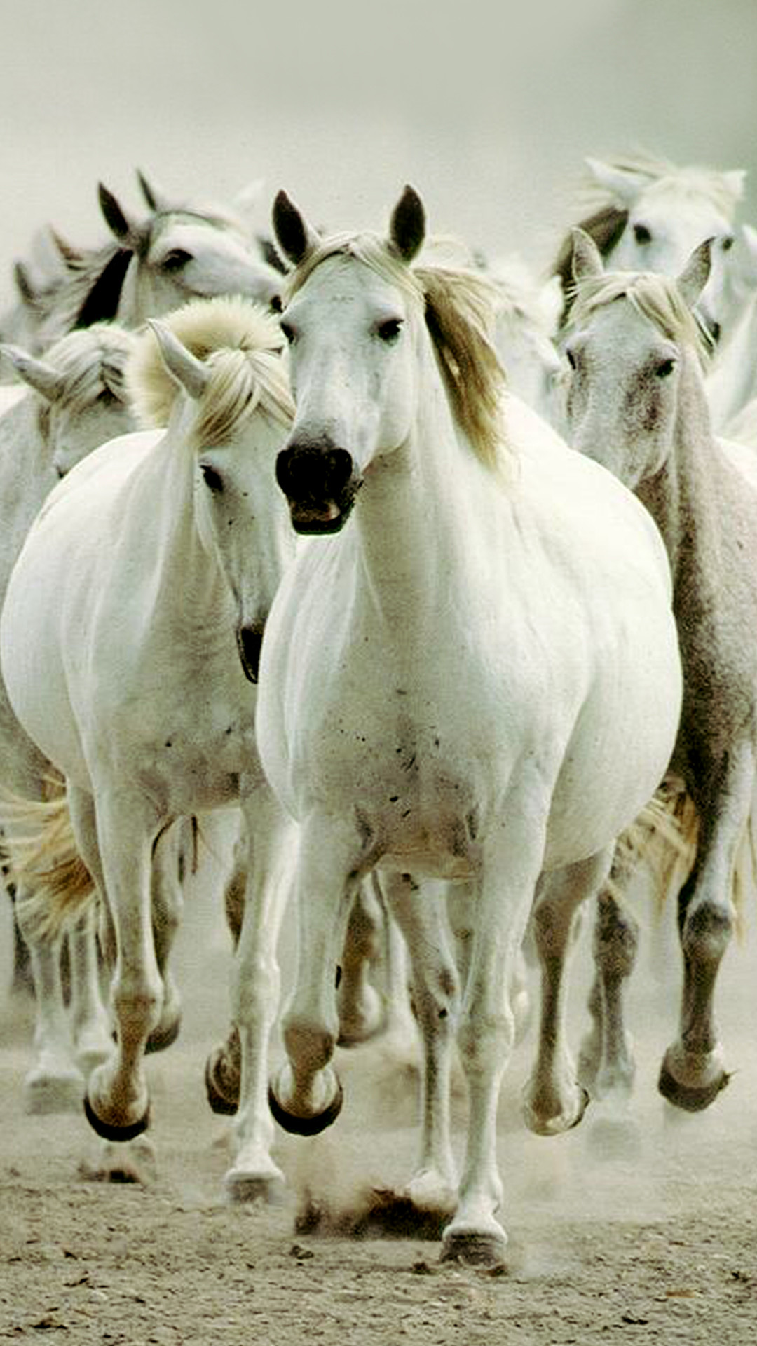 1080x1920, Download Â - Horses - HD Wallpaper 