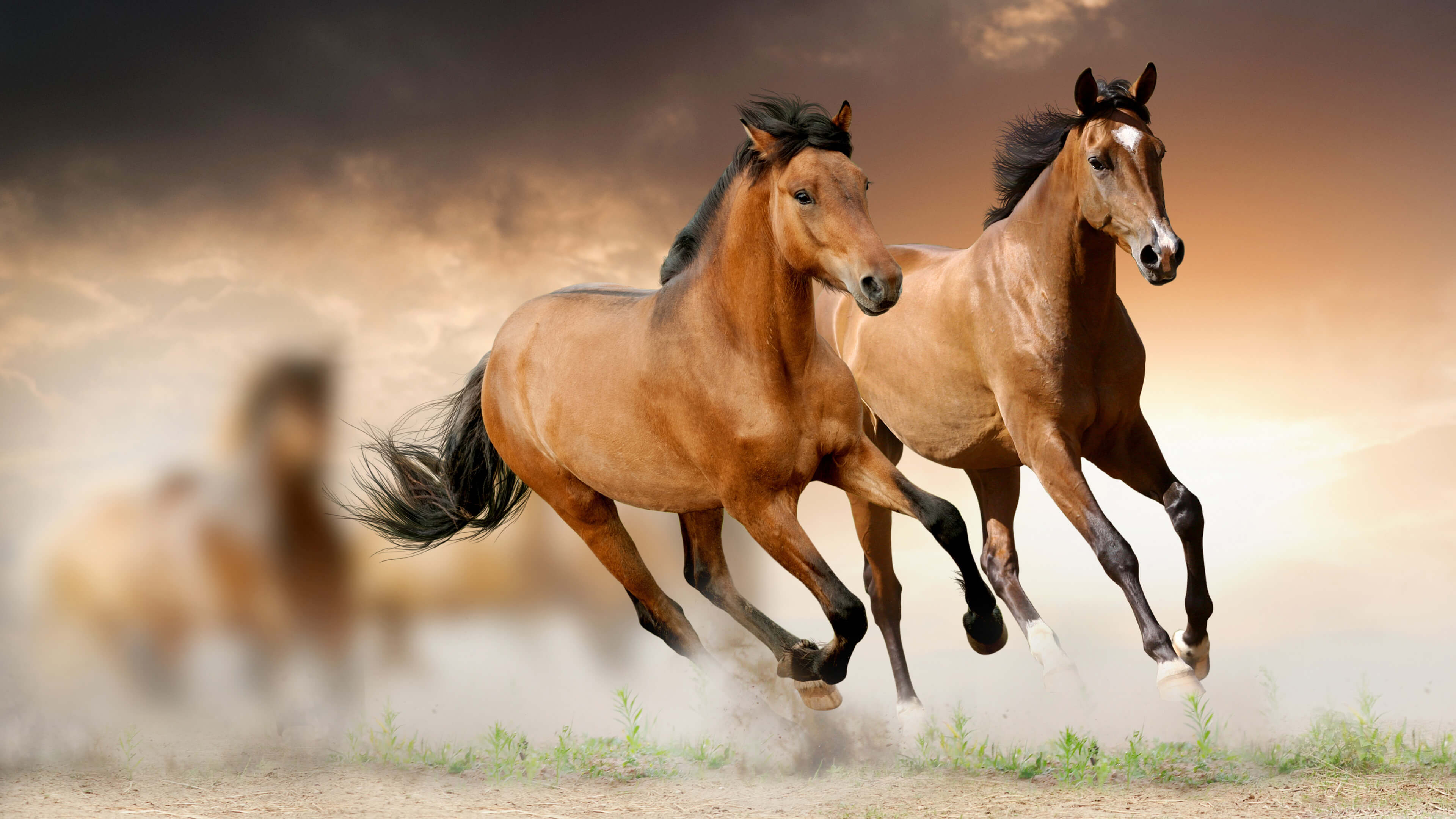 Wide Hd Brown Horse Running Wallpaper - HD Wallpaper 