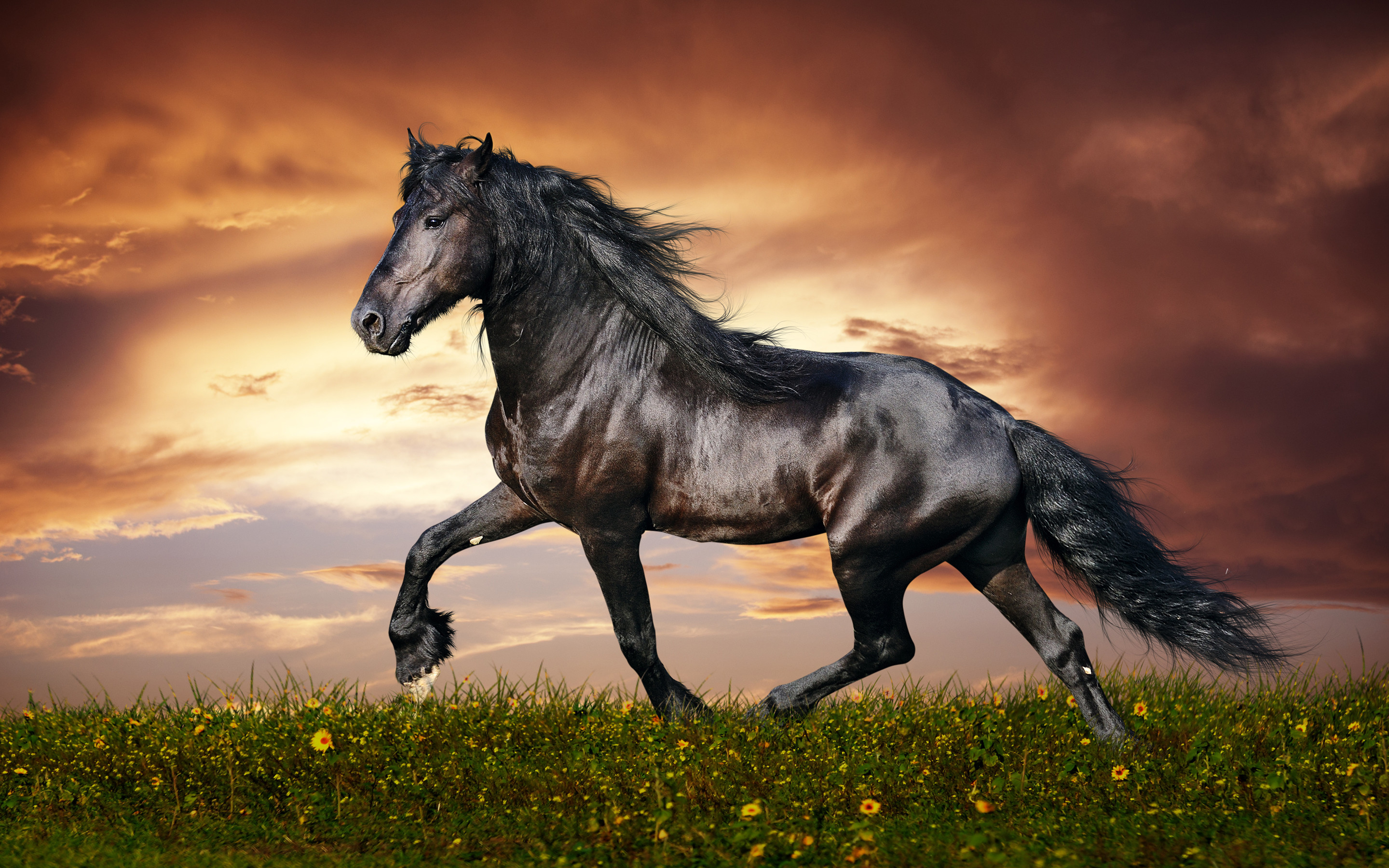 Data-src - Beautiful Horse - HD Wallpaper 