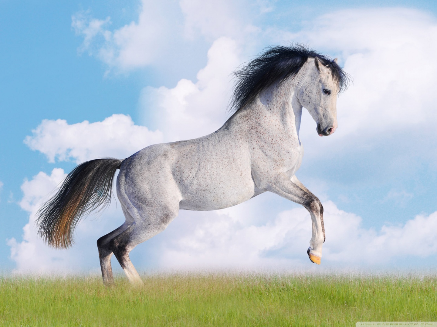 Stylish Horse - HD Wallpaper 