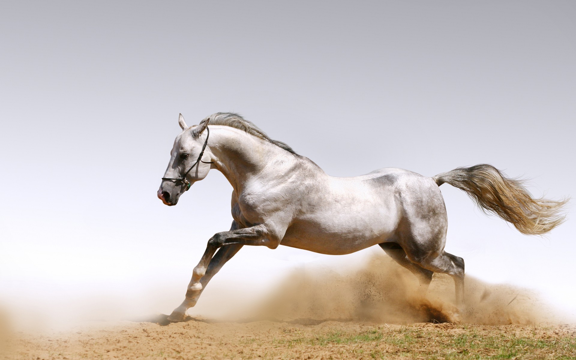 Use 9 Beautiful White Running Horse Wallpapers For - Horse Running On The  Ground - 1920x1200 Wallpaper 
