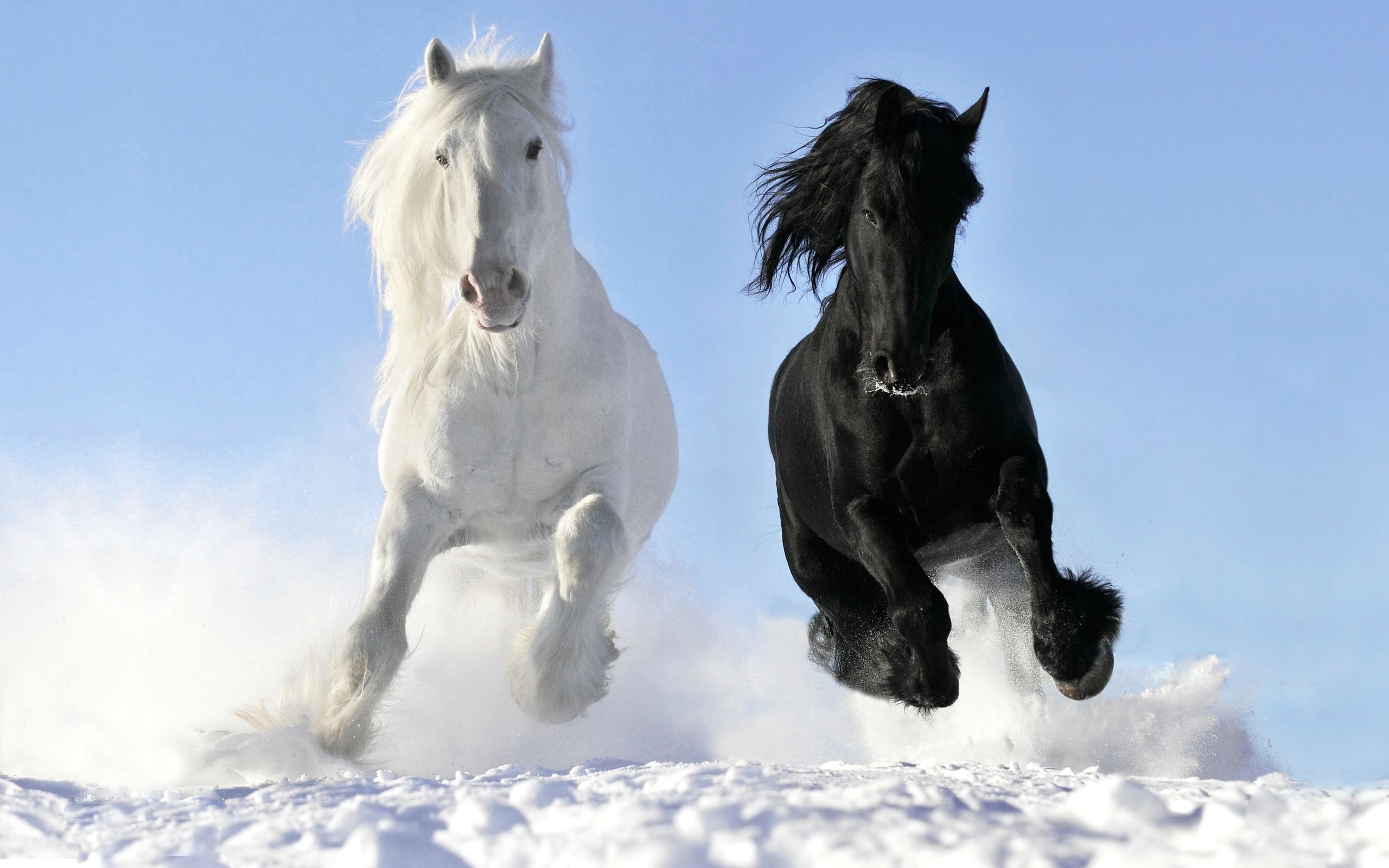 Beautiful White Friesian Horse - HD Wallpaper 
