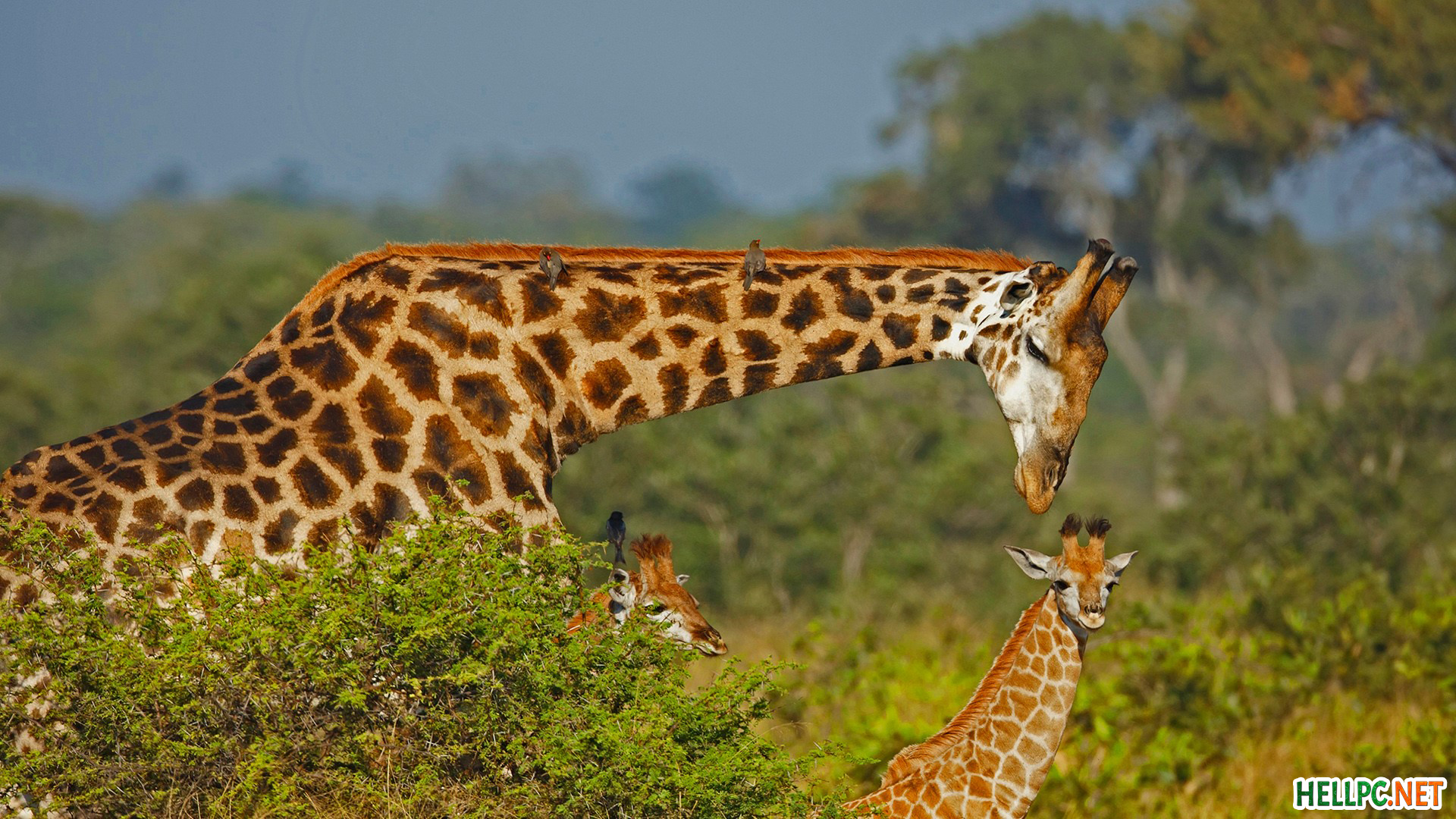 Male Giraffe With Calves - HD Wallpaper 