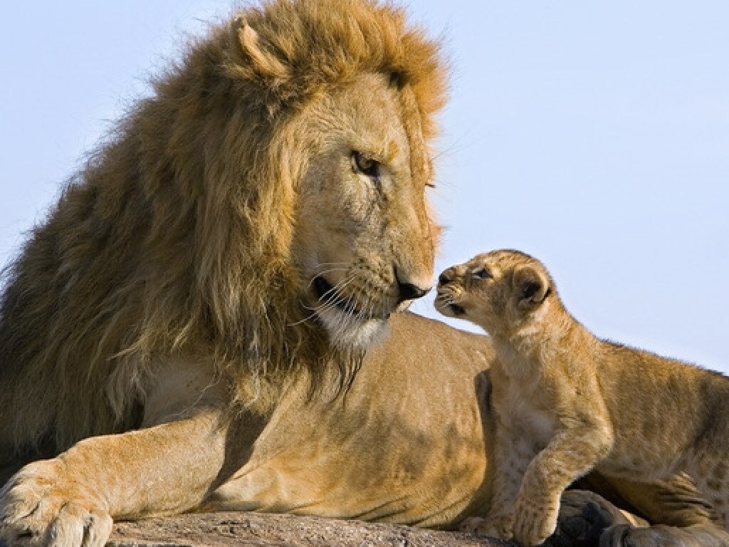 Lion Cub - HD Wallpaper 