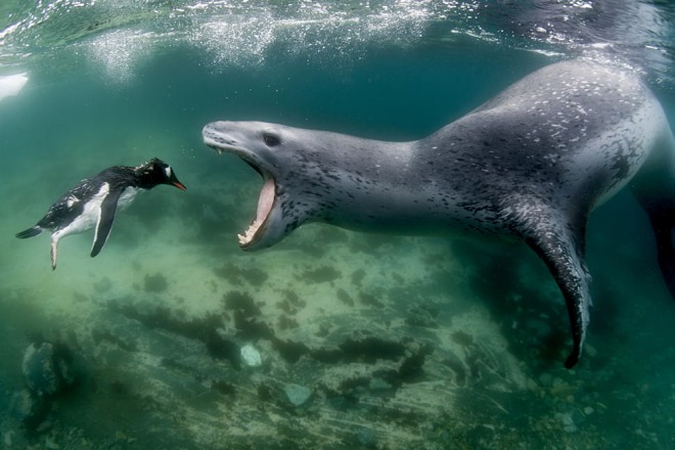 Sea Lion And Penguin Underwater Hd Wallpaper Amos Nachoum 970x647