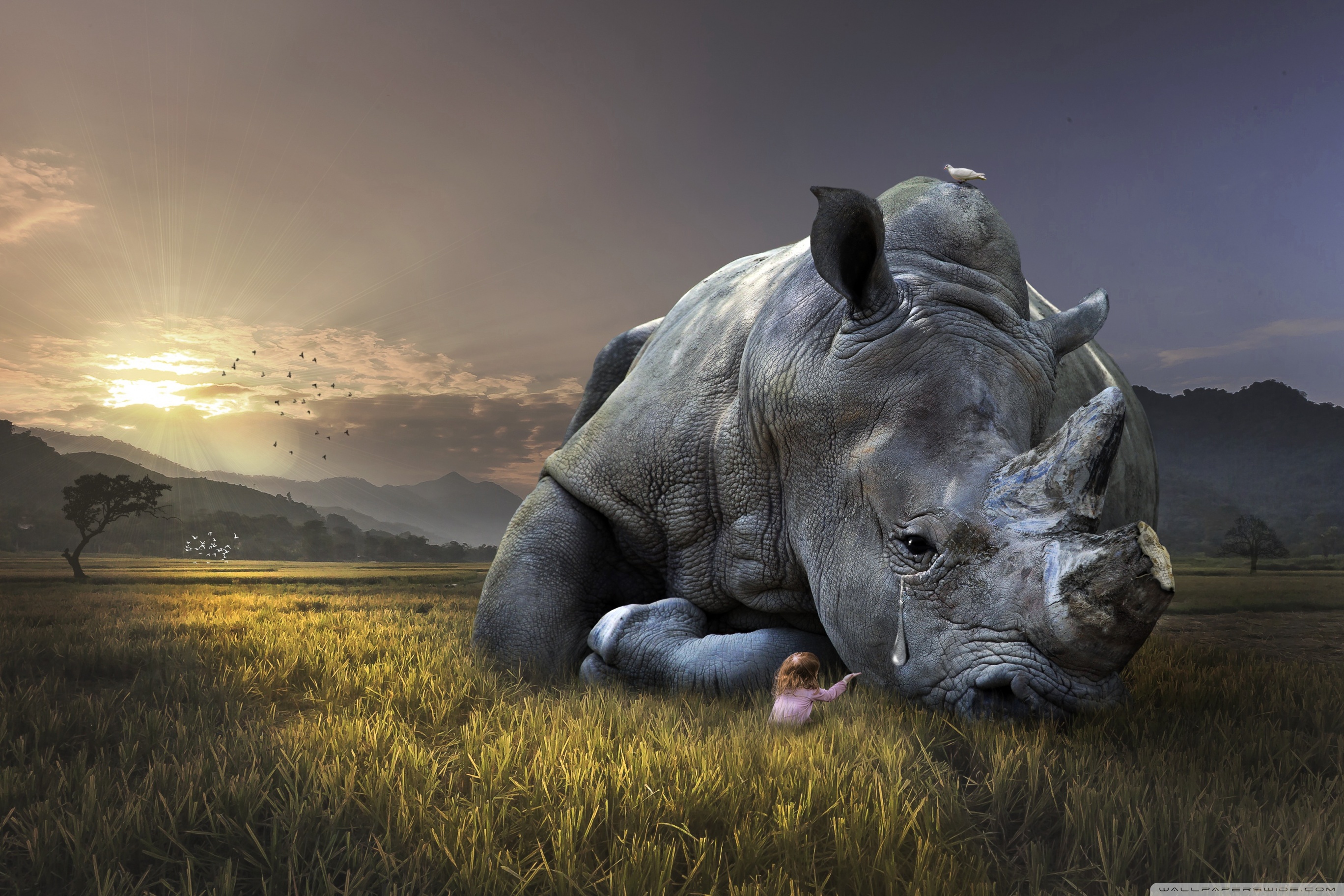 Save Animals Wallpaper Hd - HD Wallpaper 