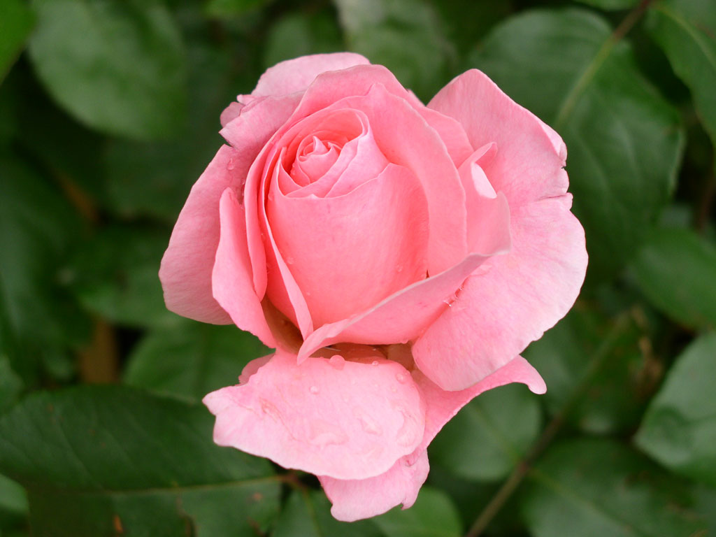 Blooming Pink Rose Gif - HD Wallpaper 