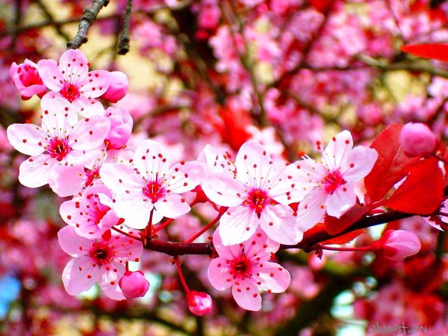 891 Gambar Wallpapers, 050128 Graphics - Bunga Sakura Paling Cantik - HD Wallpaper 