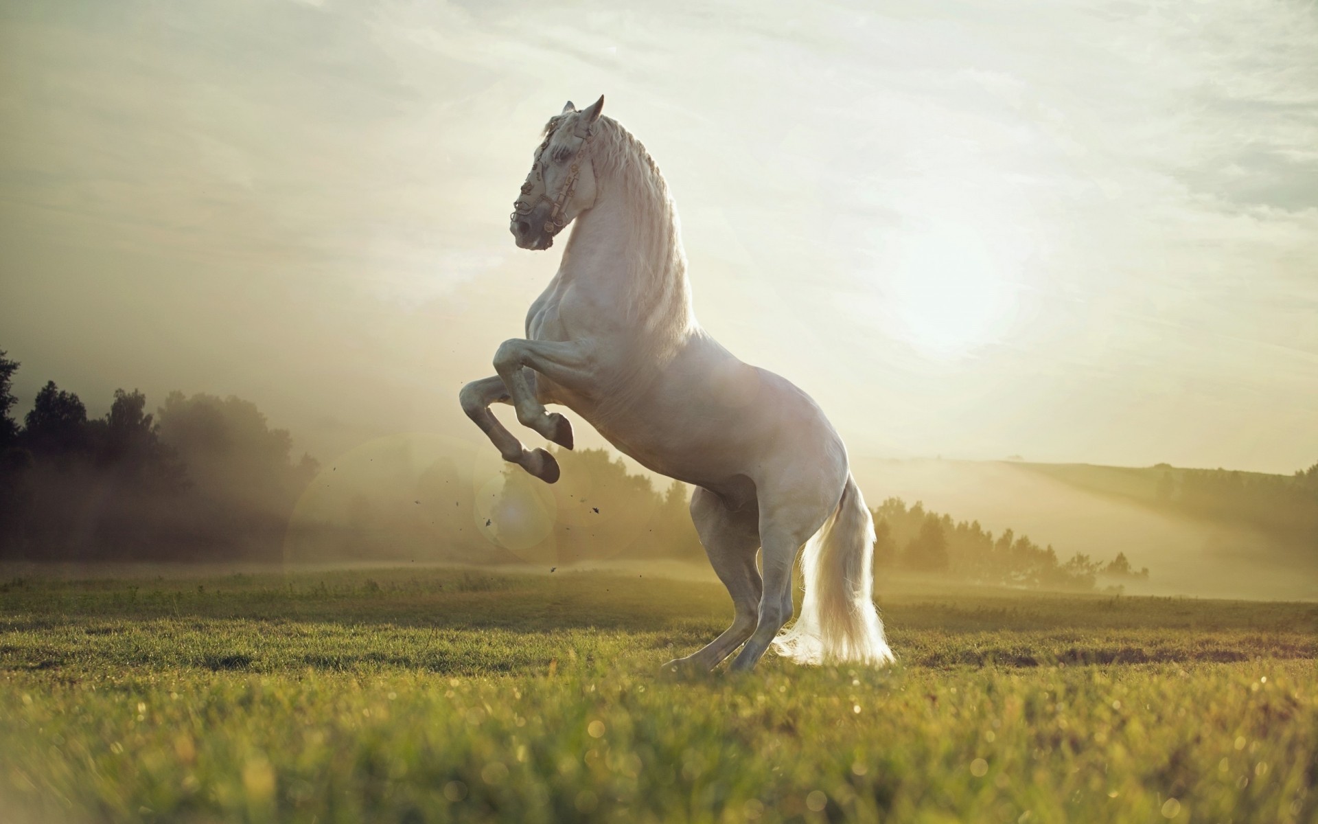 Animals Cavalry Mammal One Mare Horse Grass Field Animal - White Horse In Nature - HD Wallpaper 