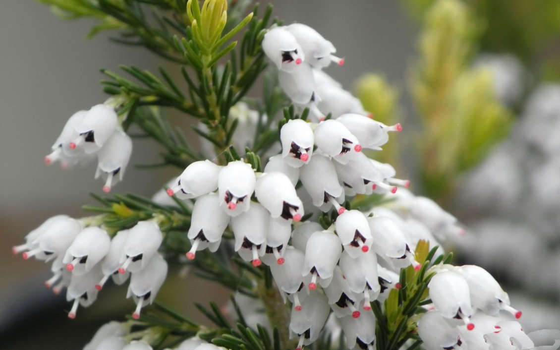 Download Wallpaper A Beautiful White Bell Flowers - Pink And White Bell Flower - HD Wallpaper 