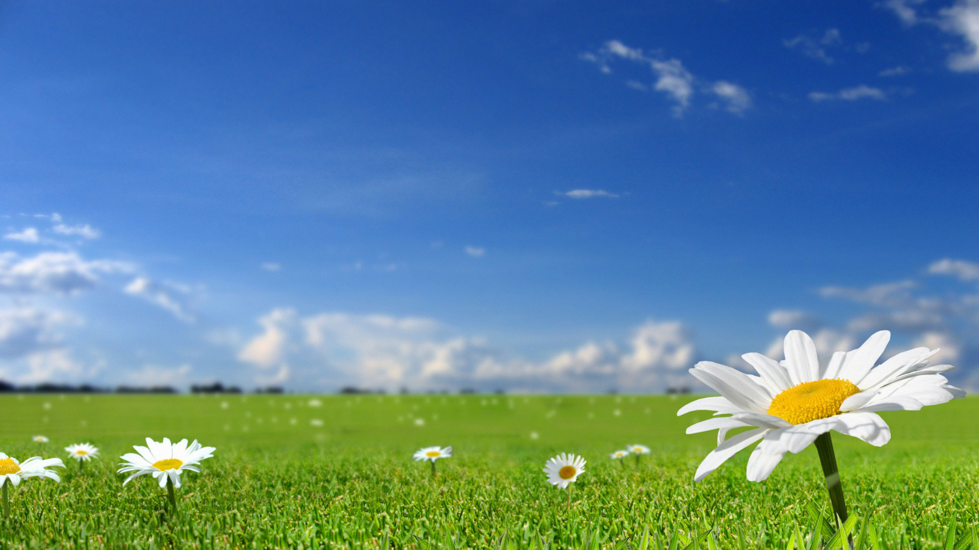 Beautiful White Flowers In Fields With Blue Sky Background - Grass And Sky Free Background - HD Wallpaper 