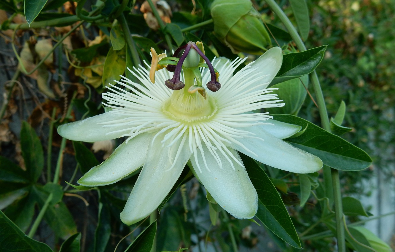 Photo Wallpaper Greens, Flower, Flowers, Nature, White, - Purple Passionflower - HD Wallpaper 