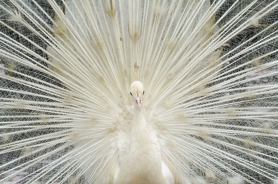 Close-up Photography White Peacock, Beautiful White - Peacock White Feather - HD Wallpaper 