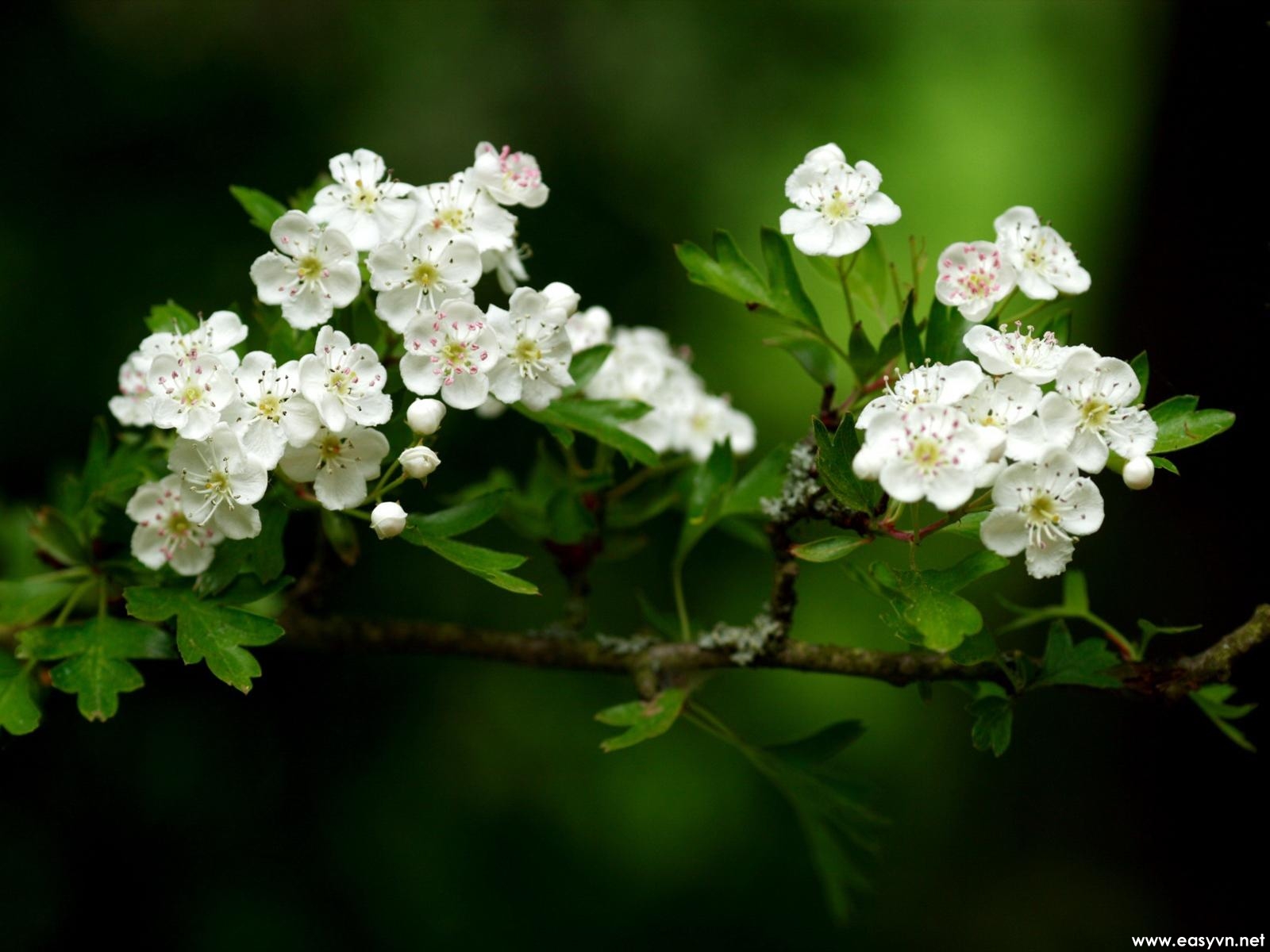 White Flower Wallpapers - White Flowers Hd Images Free Download - 1600x1200  Wallpaper 