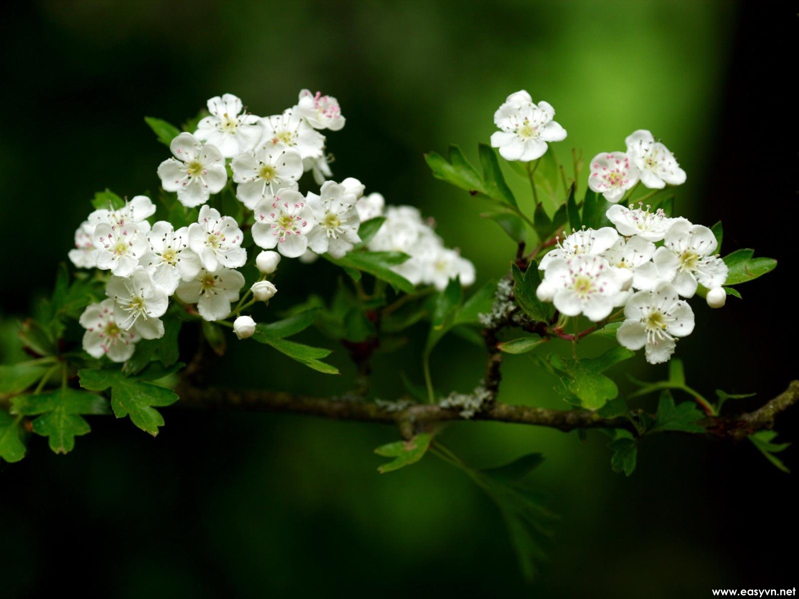 White Flower Wallpapers - White Flowers Hd Images Free Download - HD Wallpaper 