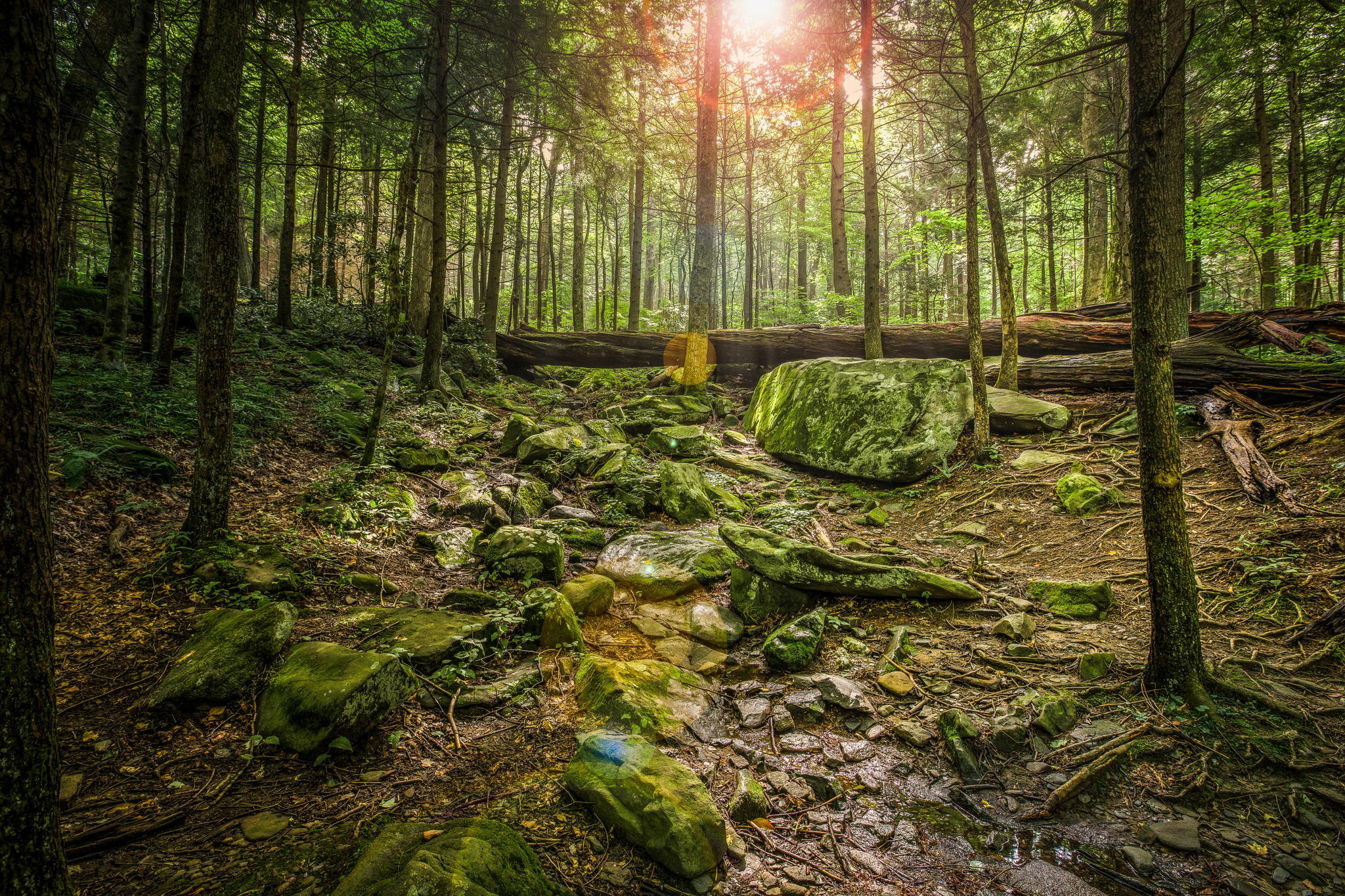 Sun Trough Trees Forest View Wallpaper - Австралийские Леса - HD Wallpaper 