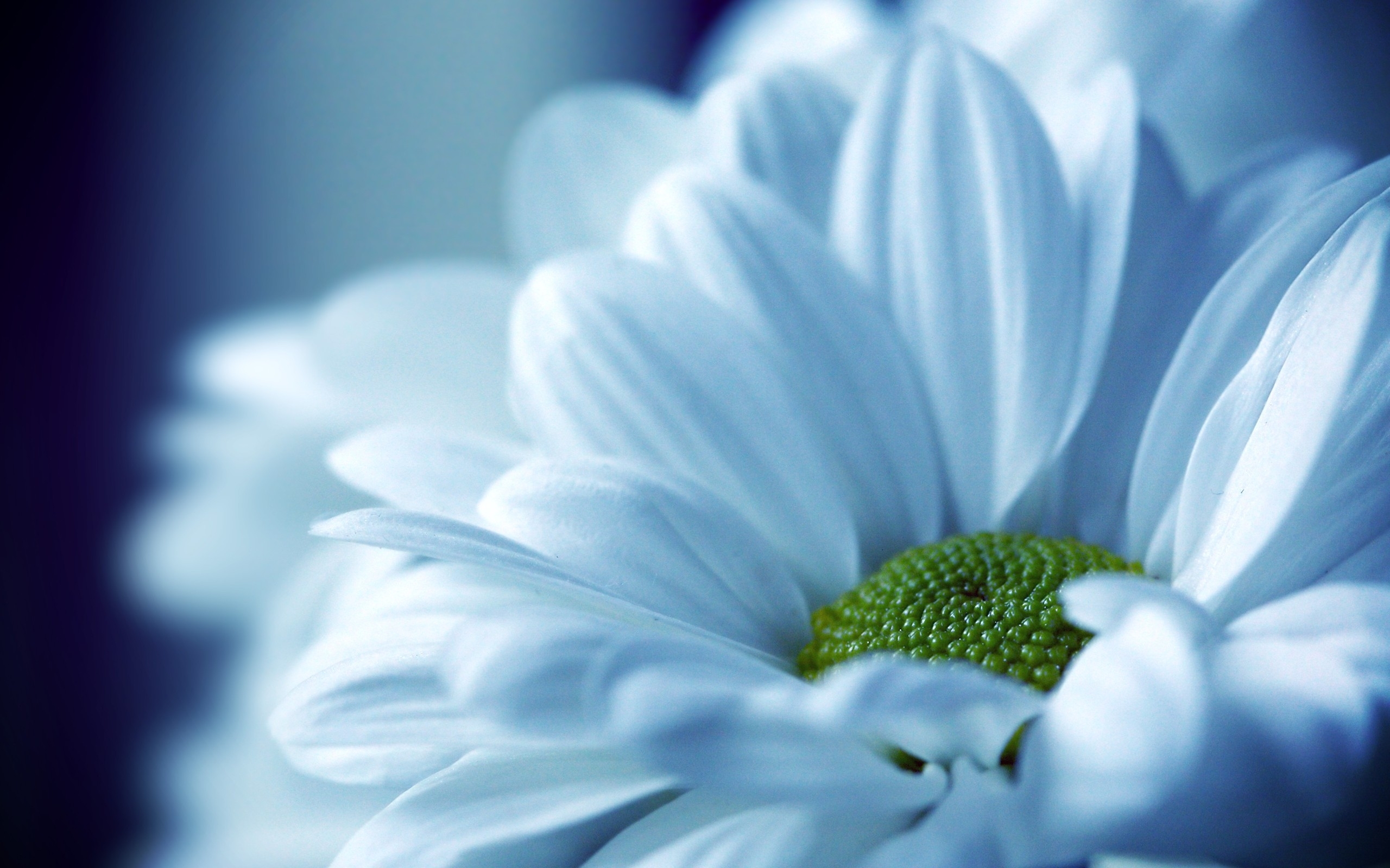 Beautiful White Flower Petals - HD Wallpaper 